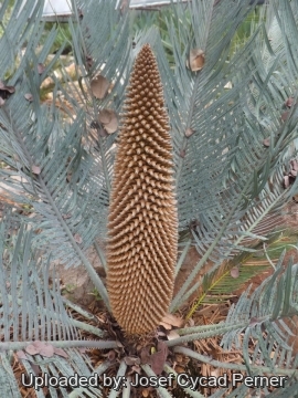 Cycas furfuracea