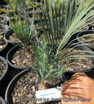 Cycas furfuracea