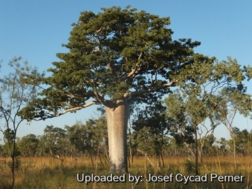 Adansonia gregorii