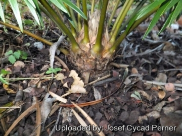 Microcycas calocoma