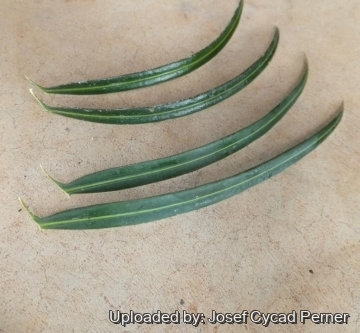 Cycas neocaledonica