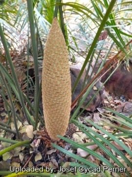Cycas wadei