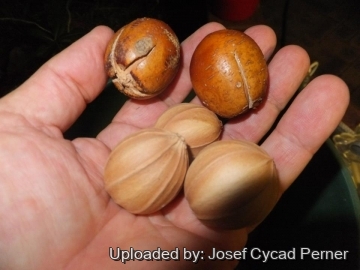 Cycas wadei