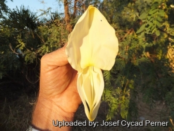 Sesbania formosa