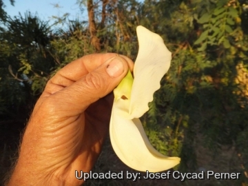 Sesbania formosa