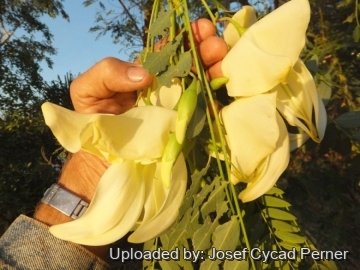 Sesbania formosa