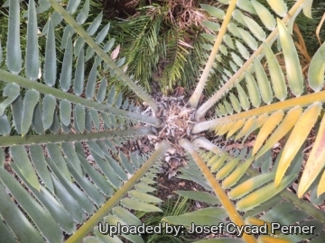 Encephalartos septentrionalis cv. Sudan Silver