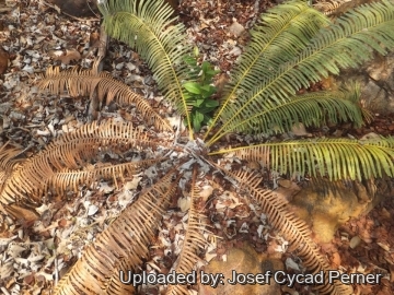 Cycas basaltica