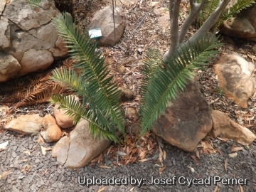 Encephalartos tegulaneus