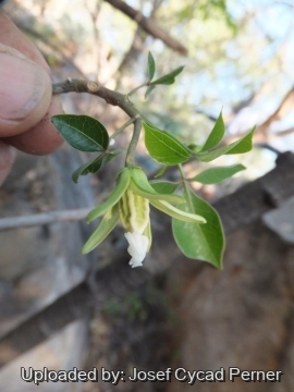 Jacaratia corumbensis