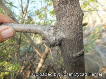 Jacaratia corumbensis