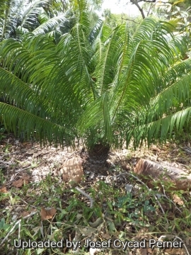 Microcycas calocoma