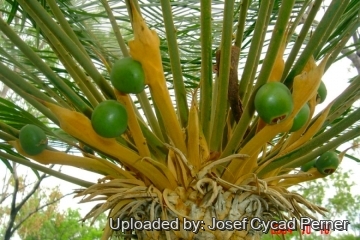Cycas armstrongii
