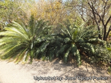 Cycas tansachana