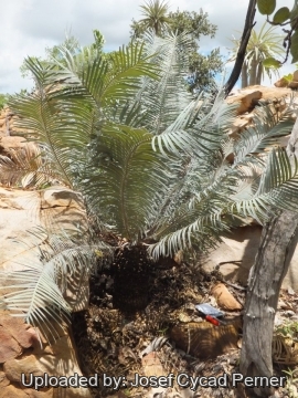 Cycas basaltica