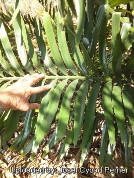 Encephalartos laurentianus