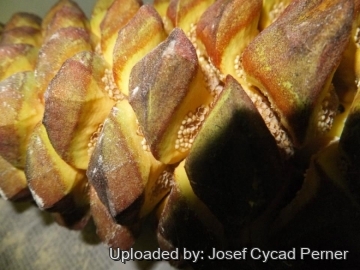 Encephalartos laurentianus