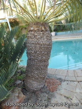 Encephalartos inopinus