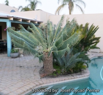 Encephalartos inopinus