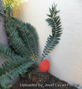 Encephalartos ferox