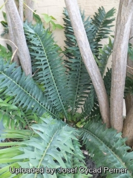Encephalartos arenarius