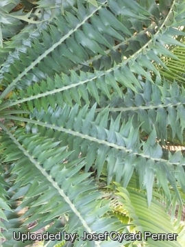 Encephalartos arenarius