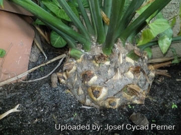 Encephalartos arenarius