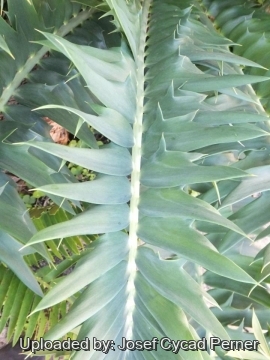 Encephalartos arenarius