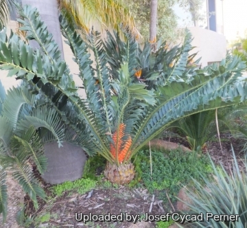 Encephalartos ferox