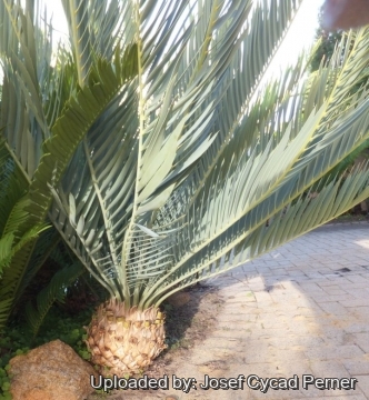 Encephalartos nubimontanus