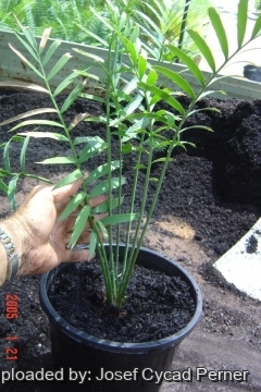 Encephalartos whitelockii