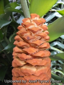 Encephalartos ferox