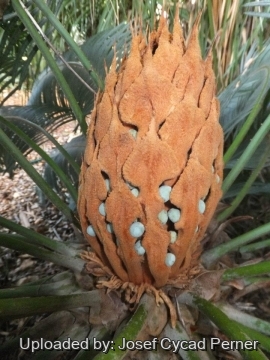 Cycas maconochiei