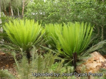Cycas panzhihuaensis