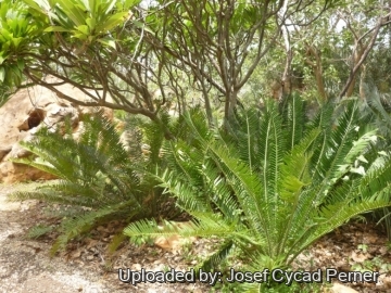 Encephalartos concinnus