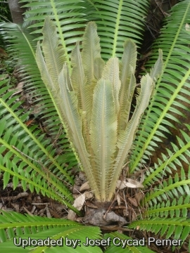 Dioon spinulosum