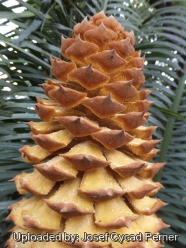 Cycas bougainvilleana