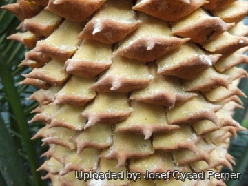 Cycas bougainvilleana