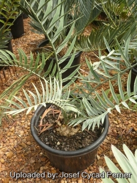 Encephalartos lehmannii