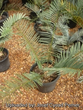 Encephalartos umbeluziensis