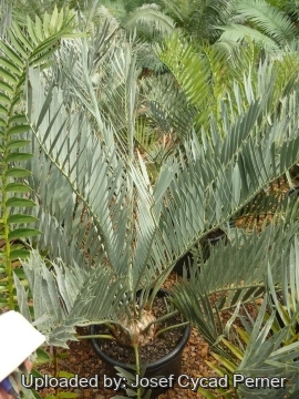 Encephalartos middelburgensis