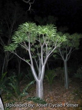 Pachypodium rutenbergianum