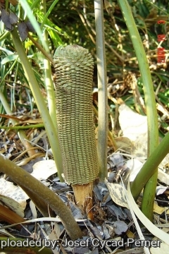 Ceratozamia kuesteriana