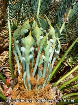 Cycas cairnsiana
