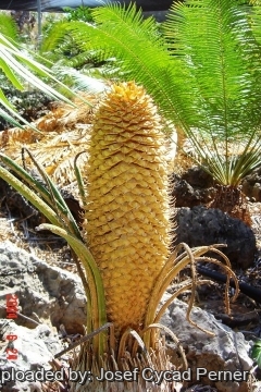 Cycas elephantipes