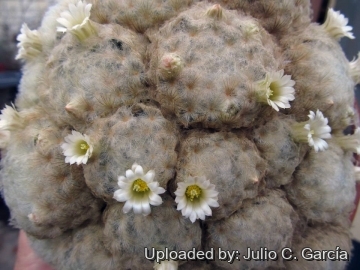 Mammillaria plumosa
