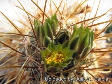 Sclerocactus scheeri
