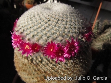 Mammillaria supertexta