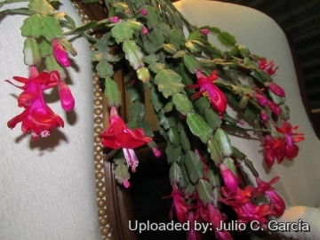 Schlumbergera truncata