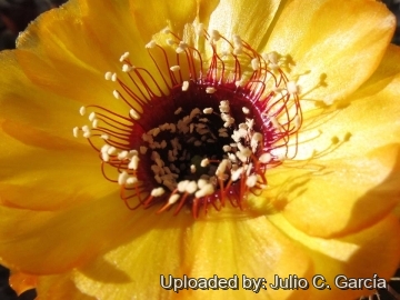 Lobivia jajoiana var. aurata